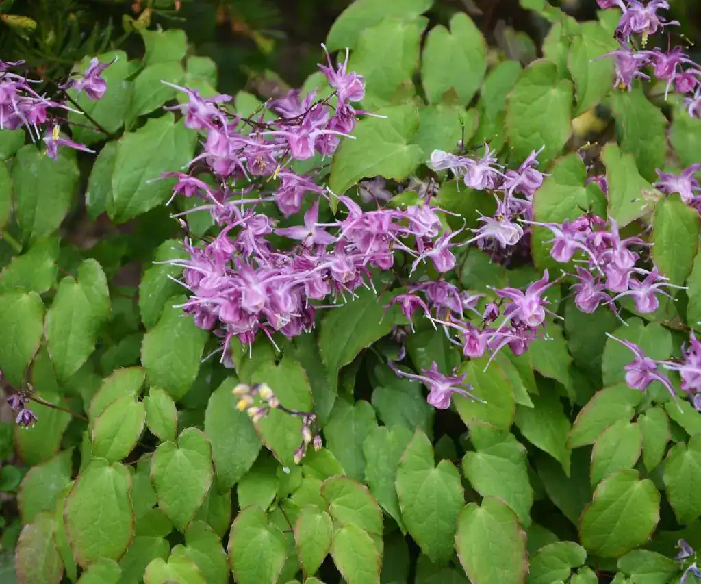 Epimedium plant