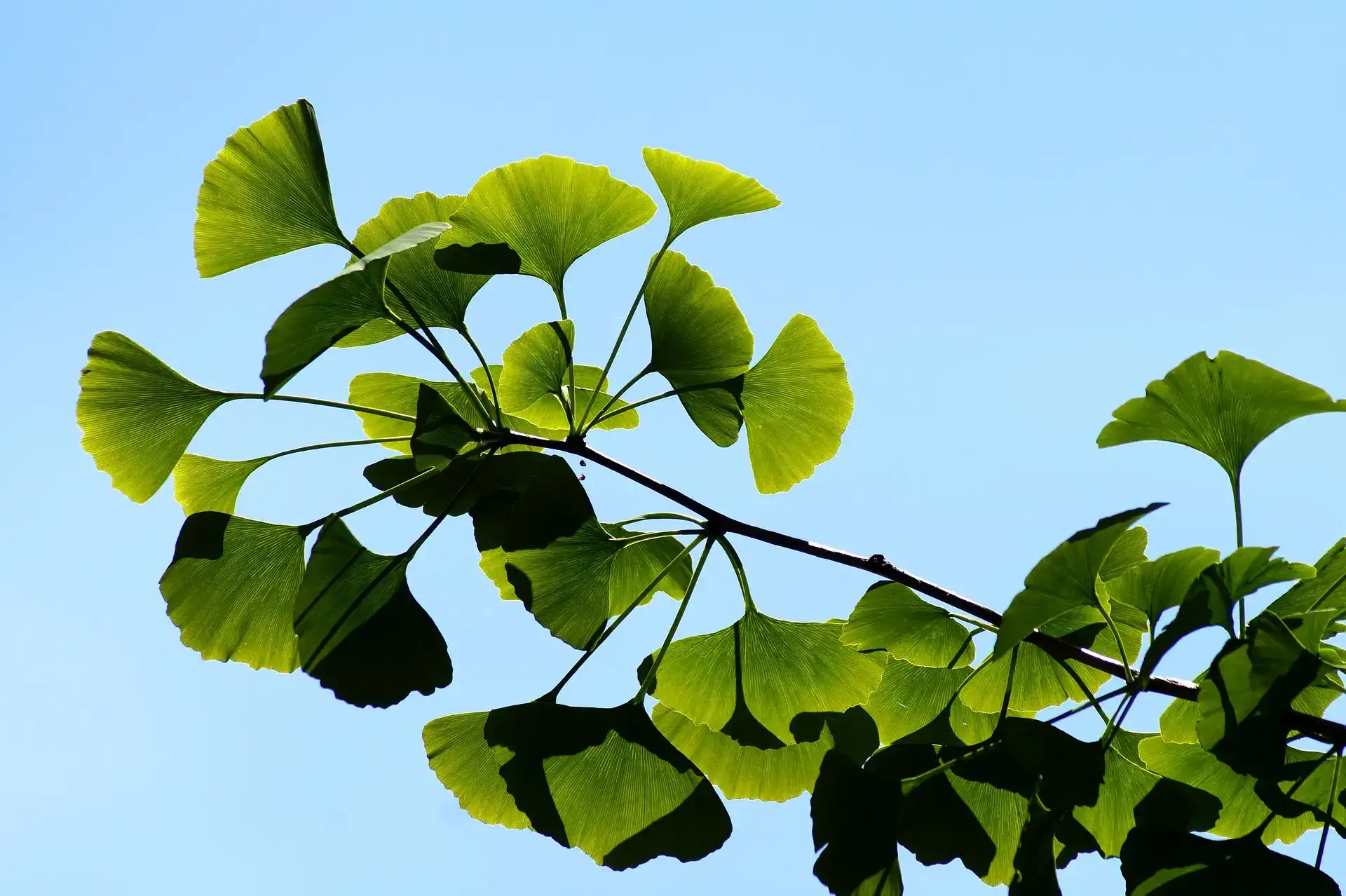 Ginkgo Biloba plant