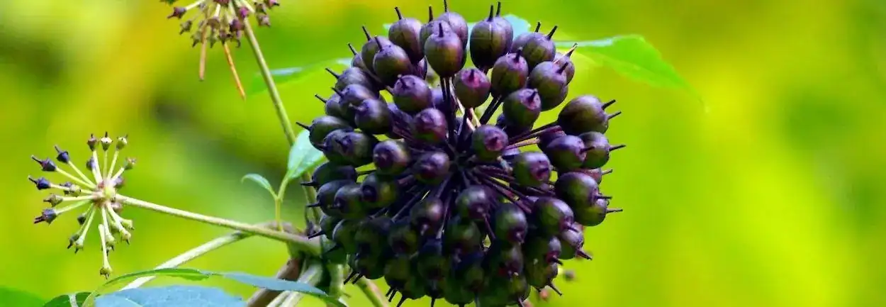 Siberische Ginseng plant