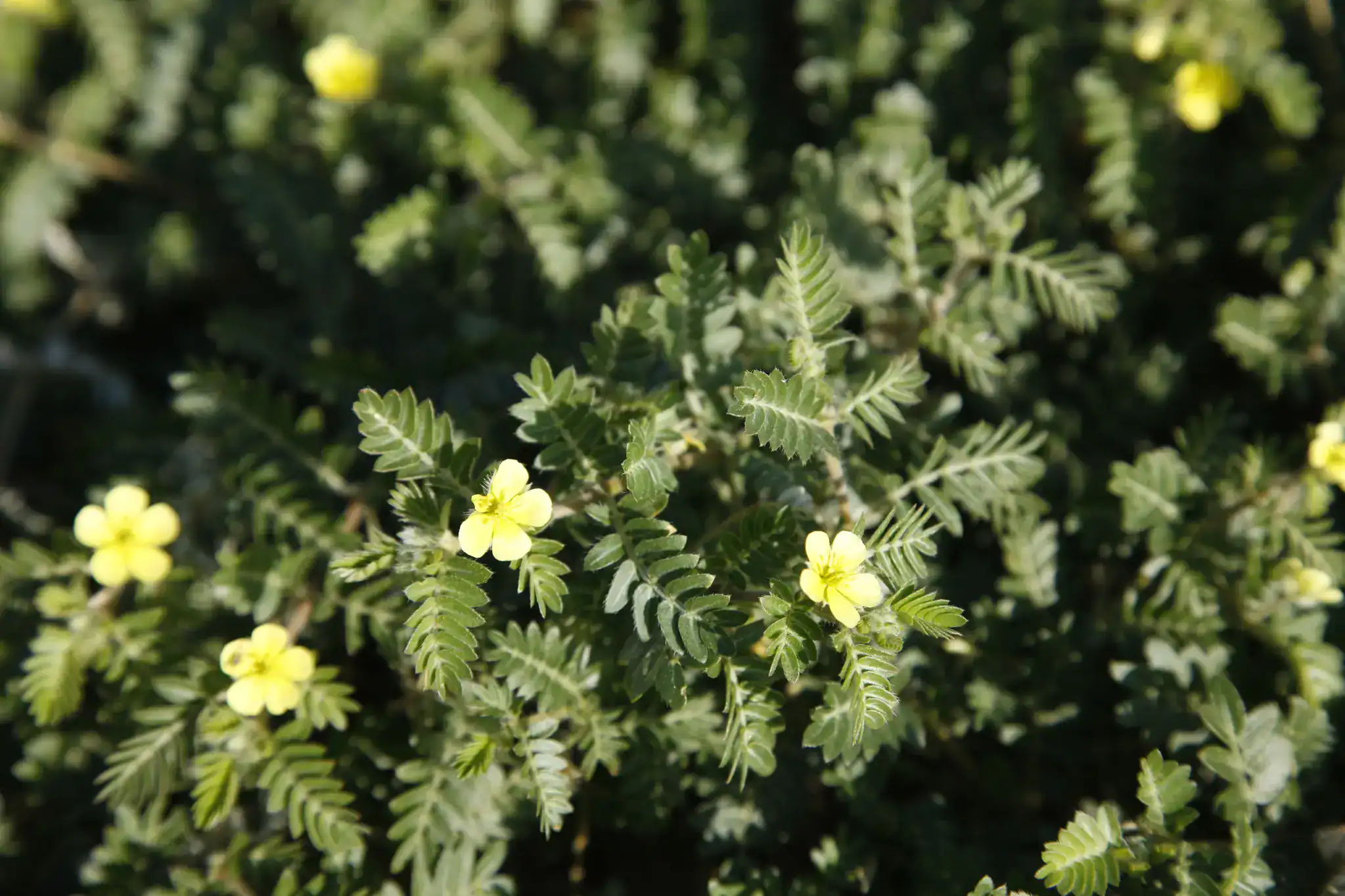 Tribulus terrestris plant